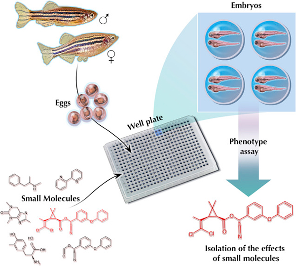 斑马鱼用于新型心血管药物高通量筛选的研究 斑马鱼用于新型心血管药物高通量筛选的研究