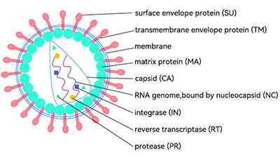 慢病毒载体结构图解
